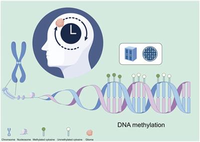 Epigenetic clocks and gliomas: unveiling the molecular interactions between aging and tumor development